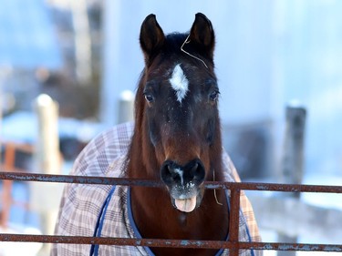A curious horse keeps a watchful eye on a Sudbury Star photographer in Lively, Ont. on Thursday January 7, 2021. John Lappa/Sudbury Star/Postmedia Network