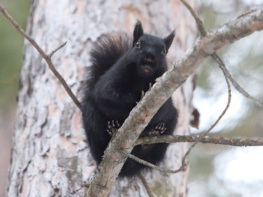 A squirrel perches in a tree at Bell Park in Sudbury, Ont. on Tuesday January 12, 2021. John Lappa/Sudbury Star/Postmedia Network