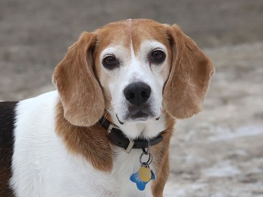 Andy the beagle checks out the sites while going for a walk with his human friend in Sudbury, Ont. on Wednesday January 13, 2021. John Lappa/Sudbury Star/Postmedia Network