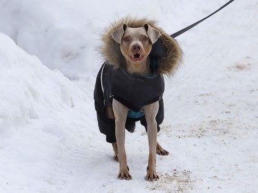 Sire the dog goes for a walk while wearing a winter coat in Sudbury, Ont. on Wednesday January 20, 2021. Environment Canada said Greater Sudbury can expect snow ending near noon, then cloudy with a 60 per cent chance of flurries and a high of -1 C on Thursday. John Lappa/Sudbury Star/Postmedia Network