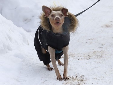 Sire the dog goes for a walk while wearing a winter coat in Sudbury, Ont. on Wednesday January 20, 2021. Environment Canada said Greater Sudbury can expect snow ending near noon, then cloudy with a 60 per cent chance of flurries and a high of -1 C on Thursday. John Lappa/Sudbury Star/Postmedia Network