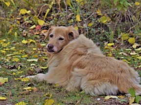 Parsley is living the dream because Kevvin Shanahan's friend is taking the time to give her the care and love she so deserves at the end of her days. Supplied