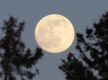 The Wolf Moon, as it is called in January, hovers over a tree line in Greater Sudbury, Ont. on Wednesday January 27, 2021. The moon should be visible during the afternoon for the next couple of days. John Lappa/Sudbury Star/Postmedia Network
