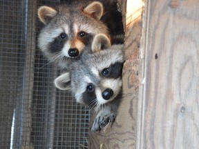 Two raccoons peer from their den at the Turtle Pond Wildlife Centre near Blezard Valley.