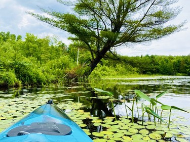 Paddling through Lake Panache and Lake La Vase, and into a small creek beyond proved to be one of my top trips of 2020. I spent 4.5 hours kayaking 20 km to a bridge that separates the creek from Round Lake (I chose not to portage into the lake). It was an amazing time - really dense woods, tons of lilypads, excellent reflections and the absolute stillness of the bush. It was really heavenly; however, I've since found out I was on Atikameksheng Anishnawbek territory so if you venture into La Vase, please be respectful and do not fish the area. Leave the resources for residents of AA.