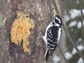 Council will hold a future discussion regarding a complaint from a resident about attracting wild animals because of feeding birds.TP.jpg