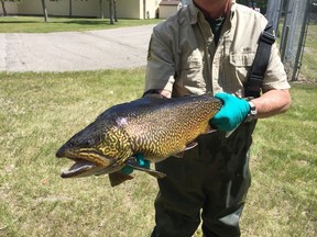 A six-year-old tiger trout. Supplied