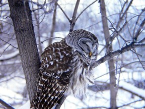The 24th annual Great Backyard Bird Count is on Feb. 12 to 15.