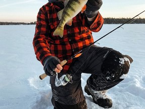 Perch are great eating much like their walleye cousins. Give them a try this winter.