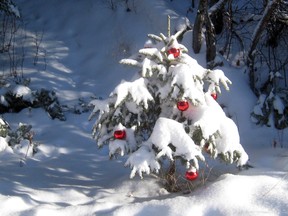 While walking the trail beside Rideout Bay I came across this Miracle Tree decorated by some unknown soul. In this age of Covid restrictions and pain, it glowed with the promise of new and better times.