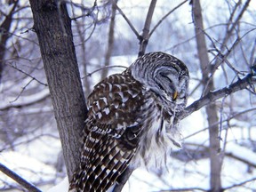 The barred owl has a rhythmic hooting call of about 8 notes that is described as 'Who cooks for you? Who cooks for youuuu.'