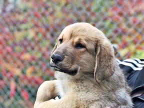 Ziggy, a male shepherd/retriever mix was adopted at the North Bay Humane Society in November. The humane society is hoping to raise more than $10,000 through National Cupcake Day to support local animals in need. Proceeds from the event, which takes place Feb. 20-26, will support the construction of a new adoption centre.
Submitted Photo