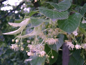 Linden flowers make a calming sweet tea and a relaxing bath in golden liquid. (supplied photo)