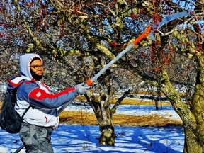 The growing season in Norfolk County begins early for orchard operators. Pruning trees Wednesday east of Simcoe was Joy Cedeno of Trinidad. Farmers who rely on offshore labour have been told that their employees -- as essential workers -- are exempt from travel bans to Mexico and the Caribbean. – Monte Sonnenberg