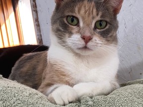 This one-year-old female calico is looking for a new home. Handout