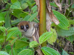 Jonah’s mouse lemur. Photo courtesy Dominik Schussler.