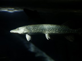 A northern pike sits motionless inside a large marine tank. The fish start spawning in early spring along the edge of the ice. FILE PHOTO DARCY CHEEK