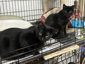 These three black cats are ready to find someone to love. From the left are OJ (one and a half-year-old male), Kris (one and a half-year-old female), and Britt (two-year-old female). Handout