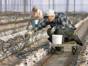 Greenhouse workers in Ontario. File photo/Postmedia Network