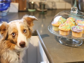National Cupcake Day is moving online this year, but supporters of the Ontario SPCA and humane societies can still help to raise money for animals in need in their communities.