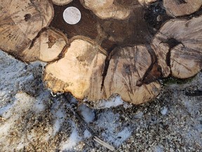 How's that for a slice? Idylwylde Golf and Country Club staff made a rare find recently while removing a branch from a tree on the Sudbury course. "Our greens department perfectly cut through a golf ball that is estimated to have been in the tree for 35 years," the club wrote via Twitter. "We can't decide what's more rare, finding the ball or the slice?" Find Idylwylde Golf and Country Club online at www.idylwylde.com.