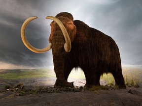 A woolly mammoth display model at the Royal BC Museum. Frozen specimens of this creature are revealing more and more about its biology.