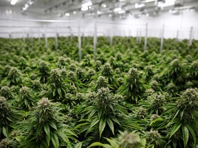On March 23, Strathcona County council will debate the possibility of removing cannabis production facilities as a discretionary use from the Agriculture: General District within the Land Use Bylaw (LUB). BLAIR GABLE/REUTERS/File