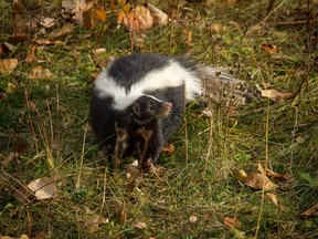 Skunks are becoming more common in the Grande Prairie area.  Mike Drew/Postmedia