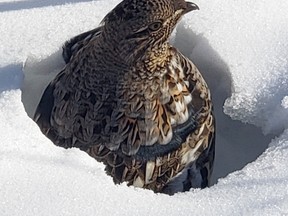 Wendy Papineau spotted this ruffed grouse sunning by the trail near Moonlight Beach and snapped the latest Sudbury Star Outdoors Photo Contest winner. She wins two Caruso Club gift cards. Please send your contest entries to sud.outdoors@sunmedia.ca, with a home mailing address so we can send your prizes. To contact the Caruso Club, call 705-675-1357 or email info@carusoclub.ca.