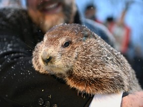 Nova Scotia’s most famous groundhog, Shubenacadie Sam, emerged from his pint-sized barn this morning and apparently failed to see his shadow, signalling an early spring. Punxsutawney Phil, seen here, and Wiarton Willie are still to make their predictions.
Reuters