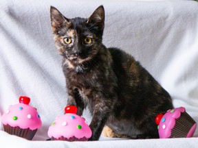 Lola, the Brant SPCA cupcake cutie, has recently been adopted but is still helping people get involved in the National Cupcake Day fundraiser which is has a whole new look this year due to the pandemic.
