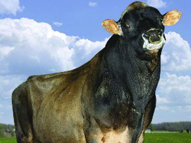 CHROME bull notches a half million units | Ontario Farmer