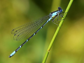 An Aurora Damselfly is seen here clinging to a plant stem. The second presentation in the 2021 online Winter Speaker Series hosted by the Friends of Salmon River and Friends of Napanee River,and supported by Hastings Stewardship Council will be held Tuesday, Feb. 23 at 7 p.m. C.D. JONES PHOTO
