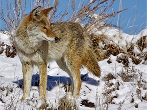 Environmental groups are taking aim at Cheshers Outdoor Store in Belleville for hosting a coyote hunt contest asking hunters to deliver the top 10 largest animals. Eco groups fear at-risk Alqonquin wolves could be mistakenly shot by hunters in the contest. COYOTE WATCH CANADA