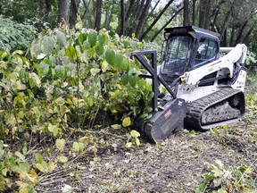 A Bobcatis used to eradicate invasive Japanese knotweed found trail in West Perth, Ont.