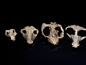 A collection of four fossilized mammal skulls date from the aftermath of the mass extinction of species 65 million years ago.