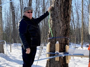 Frank Heerkens is the president of the Ontario Maple Producers' Association and the man behind reviving the Kemptville College sugar bush. Walking out into the bush Heerkens demonstrates how the smaller green lines are hooked up to the tap on a tree once the sap starts to flow – in about two to three weeks, he reckons.(HEDDY SOROUR/Local Journalism Initiative)