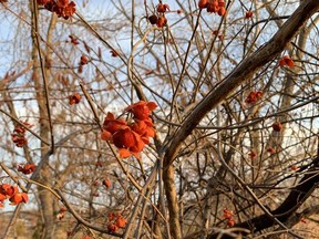 A bittersweet bush with its distinctive berries on the Howard Watson Trail in Sarnia. John DeGroot photo
