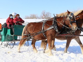 TJ Stables owner Terry Jenkins takes guests on a sleigh ride at her farm in Chatham on Feb. 20. Mark Malone/Postmedia Network