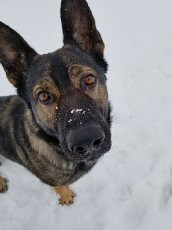 Alberta RCMP's police dogs captured more than 900 suspects in 2020 ...