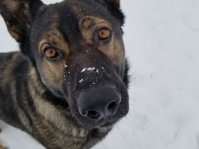 Hulk, one of Alberta RCMP service dogs who responded to 2,800 calls and captured more than 900 suspects in 2020. Image supplied by Alberta RCMP.
