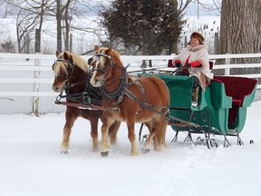 Terry Jenkins, owner of TJ Stables, is pulled by her team of halflingers, Ben, left, and Molly, on a Burl & Ives sleigh she bought a few years ago. TJ Stables is offering horse-drawn sleigh rides and other fun winter activities on Saturday and Sunday at the facility on Gregory Drive on the edge of Chatham. Ellwood Shreve/Chatham Daily News/Postmedia Network