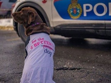 A Pink Shirt Day photo of the CPS facility dog, who says no to bullying!Handout/Cornwall Standard-Freeholder/Postmedia Network

Handout Not For Resale