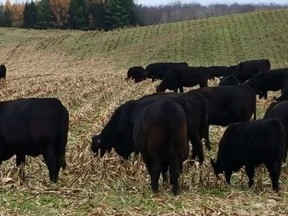 Cow-calf pairs grazing on corn stover and rye cover crop on Peter Kotzeff's land.
