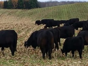 Cow-calf pairs grazing on corn stover and rye cover crop on Peter Kotzeff's land.