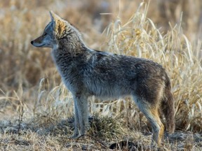The City of Fort Saskatchewan is reminding residents to be cautious due to an increase in coyote sightings. Photo Supplied by Elk Island National Park.
