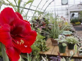 Flowers and plants on display at the City of Kingston Greenhouse on Feb. 9, 2018. Due to the COVID-19 pandemic, the usual February tour of the greenhouse at 111 Norman Rogers Dr. has been cancelled and a virtual tour of the greenhouse is planned for the spring.