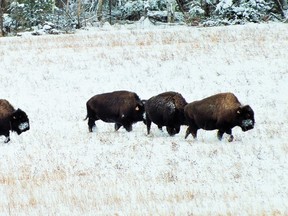 Photo by LESLIE KNIBBS/FOR THE STANDARD
Bison grazing in a field on River Road West in Massey.