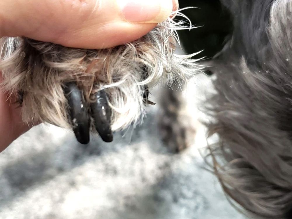 Pet groomers greenlighted to reopen North Bay Nugget