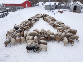 Carrot River's Art and Marcy Friesen's sheep had the Christmas spirit. The couple arranged the feeding bunks for their Katahdin sheep in the shape of a tree, just in time for the holidays. This past Easter, the sheep fed in the shape of a cross. Photo Marcy Friesen.